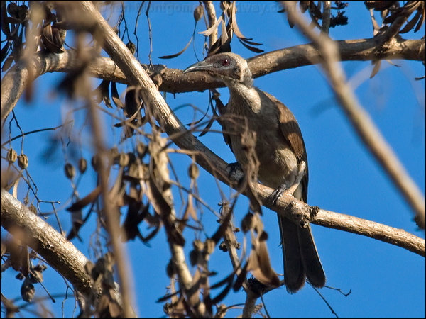 Helmeted Friarbird helmeted_friarbird_91084.psd