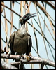 hornbill_friarbird_11794
