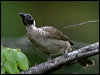 hornbill_friarbird_12050