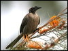 hornbill_friarbird_17524