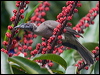 hornbill_friarbird_181185