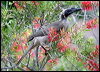hornbill_friarbird_32012