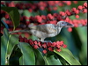 hornbill_friarbird_99013