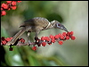 hornbill_friarbird_99037
