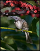 hornbill_friarbird_99063