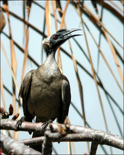 Hornbill Friarbird hornbill_friarbird_11794.psd