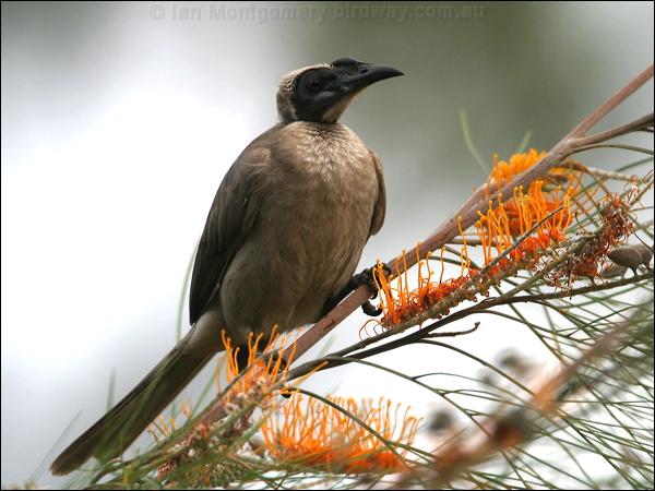 Hornbill Friarbird hornbill_friarbird_17524.psd