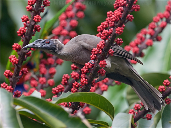 Hornbill Friarbird hornbill_friarbird_181185.psd