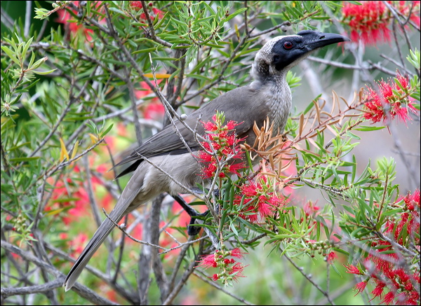 Hornbill Friarbird hornbill_friarbird_32012.psd