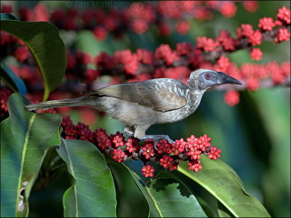 Hornbill Friarbird hornbill_friarbird_99013.psd