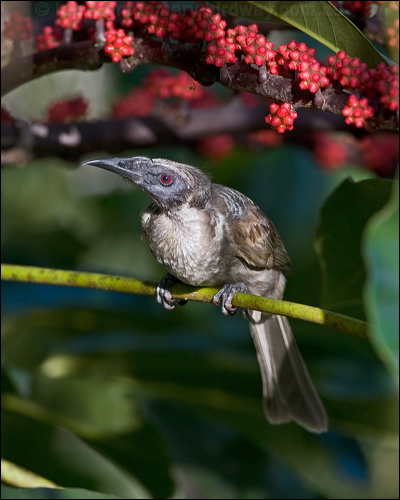 Hornbill Friarbird hornbill_friarbird_99063.psd