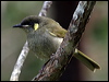lewins_honeyeater_01580