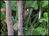 lewins_honeyeater_114177