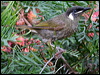 lewins_honeyeater_15425