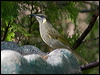 lewins_honeyeater_167341