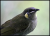 lewins_honeyeater_16848