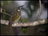 lewins_honeyeater_182684