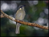 lewins_honeyeater_188830