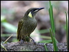 lewins_honeyeater_81039