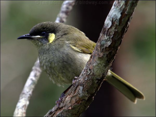 Lewin's Honeyeater lewins_honeyeater_01580.jpg