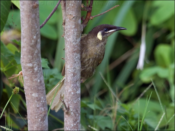 Lewin's Honeyeater lewins_honeyeater_114177.psd