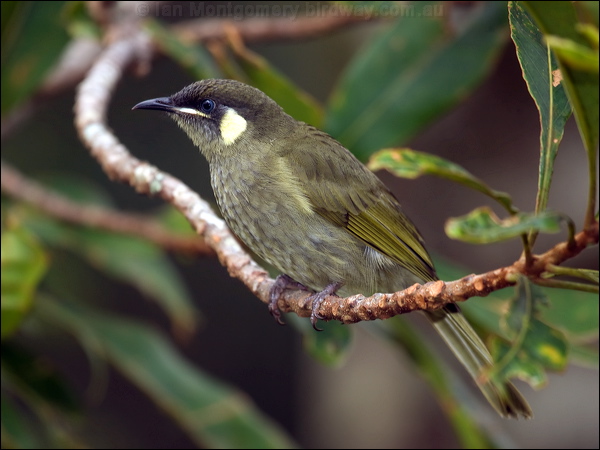 Lewin's Honeyeater lewins_honeyeater_115082.psd