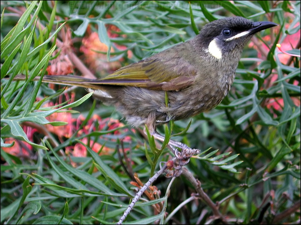 Lewin's Honeyeater lewins_honeyeater_15425.psd