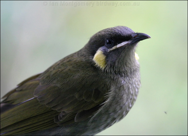Lewin's Honeyeater lewins_honeyeater_16848.psd