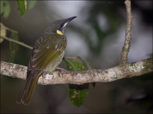 Lewin's Honeyeater lewins_honeyeater_182684.psd