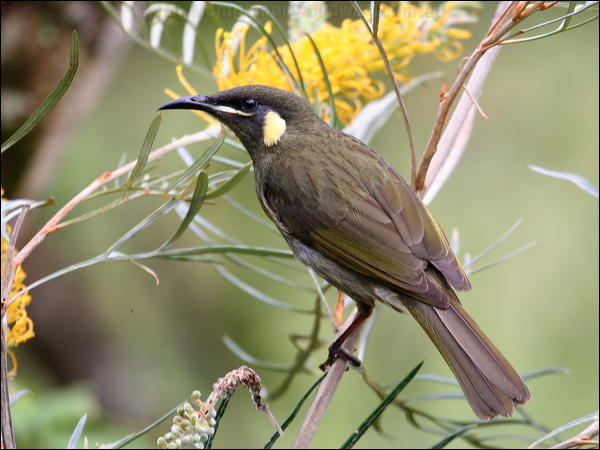 Lewin's Honeyeater lewins_honeyeater_35966.psd