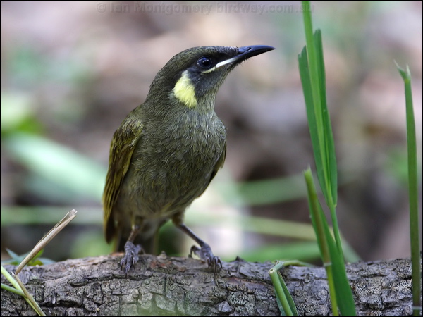 Lewin's Honeyeater lewins_honeyeater_81039.psd