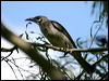 little_friarbird_01233