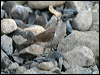 little_friarbird_10236