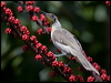 little_friarbird_181071