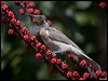 little_friarbird_181075