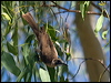 little_friarbird_90911