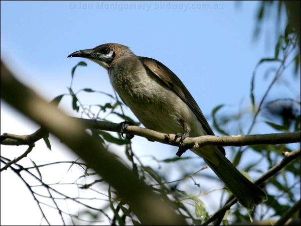 Little Friarbird little_friarbird_01233.psd