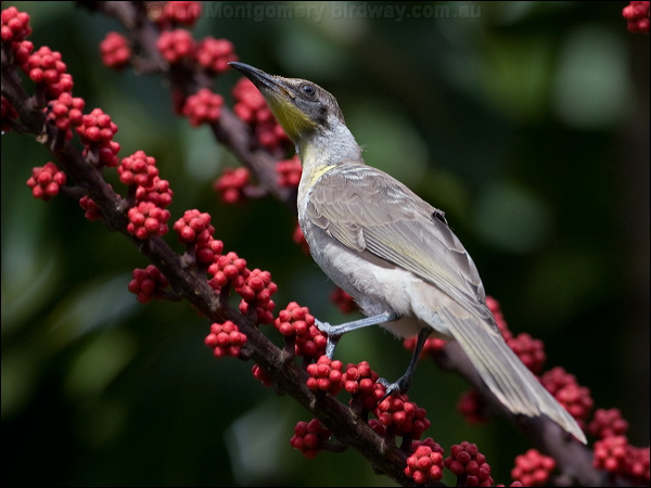Little Friarbird little_friarbird_181071.psd