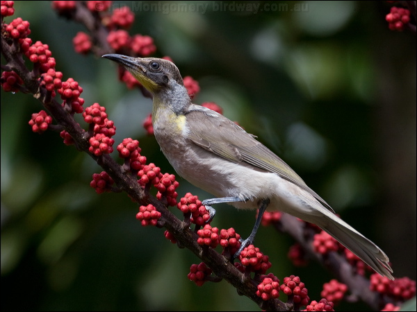 Little Friarbird little_friarbird_181075.psd