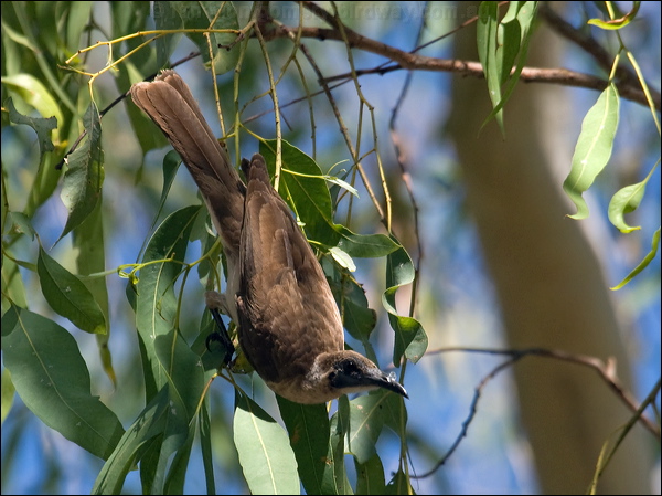 Little Friarbird little_friarbird_90911.psd