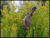 little_wattlebird_14223