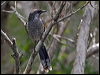 little_wattlebird_151607