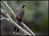 little_wattlebird_151622