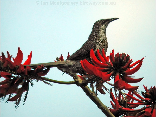Little Wattlebird little_wattlebird_04056.jpg