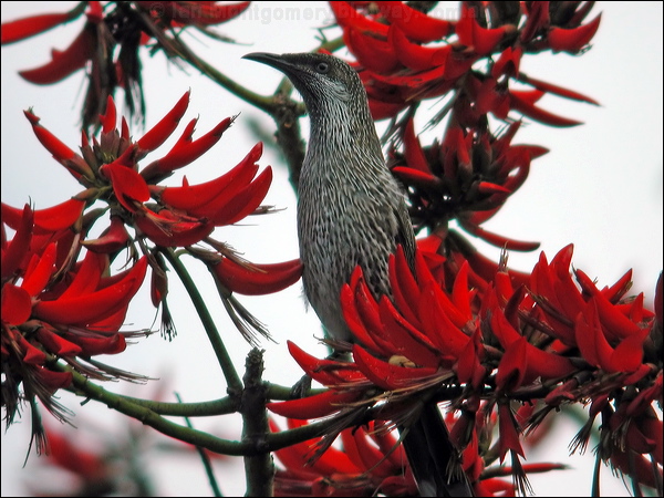 Little Wattlebird little_wattlebird_04064.jpg