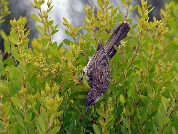 Little Wattlebird little_wattlebird_14223.jpg