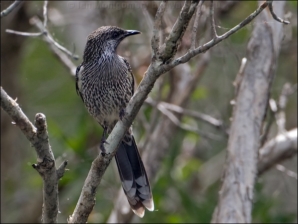 Little Wattlebird little_wattlebird_151607.psd