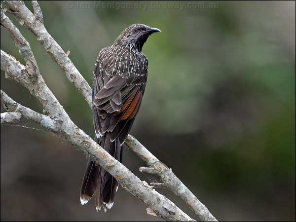 Little Wattlebird little_wattlebird_151622.psd