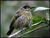 macleays_honeyeater_01184