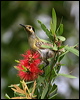 macleays_honeyeater_02812